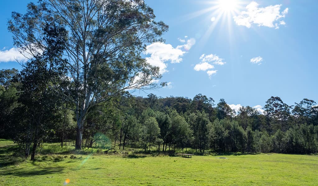 Grassed camping area with trees at Blue Gums campground in Yengo National Park. Credit: Allan Chawner © DCCEEW