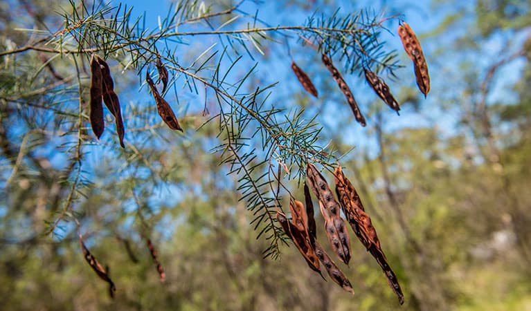 Finchley campground, Yengo National Park. Photo: John Spencer/NSW Government