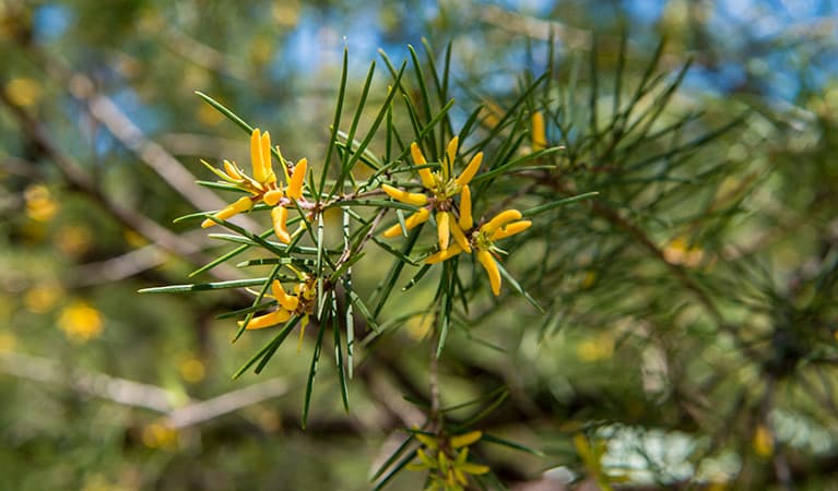 Wildflowers at Mogo campground, Yengo National Park. Photo: John Spencer © DPIE